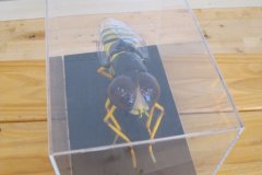 Biodiversity - Secret life of bees METNS Nov 2013