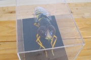 biodiversity-secret-life-of-bees-metns-nov-2013-005