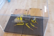 biodiversity-secret-life-of-bees-metns-nov-2013-006
