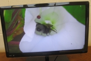 biodiversity-secret-life-of-bees-metns-nov-2013-010