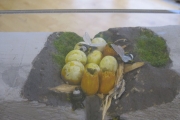 biodiversity-secret-life-of-bees-metns-nov-2013-014
