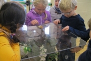 biodiversity-secret-life-of-bees-metns-nov-2013-029