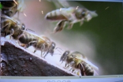 biodiversity-secret-life-of-bees-metns-nov-2013-032