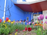 metns-summer-flowers-and-fun-may-2012-005