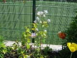 metns-summer-flowers-and-fun-may-2012-013