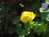 metns-summer-flowers-and-fun-may-2012-014