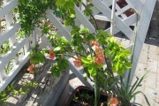 metns-summer-flowers-and-fun-may-2012-015