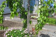 metns-summer-flowers-and-fun-may-2012-017