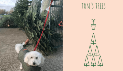 Tom's Trees at METNS